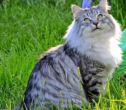 Norwegian Forest Cats