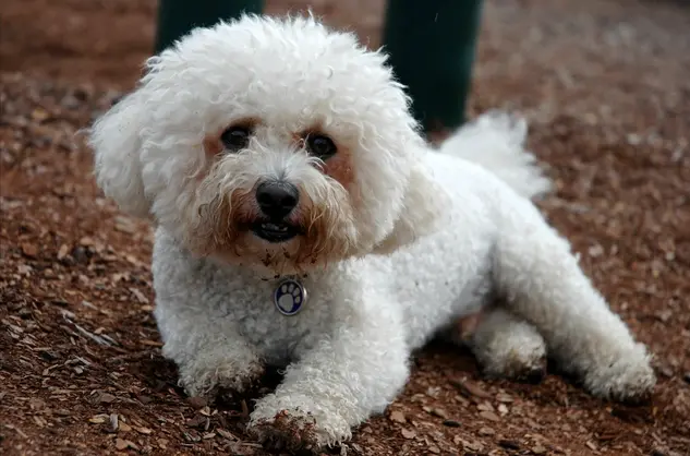 Bichon Frise