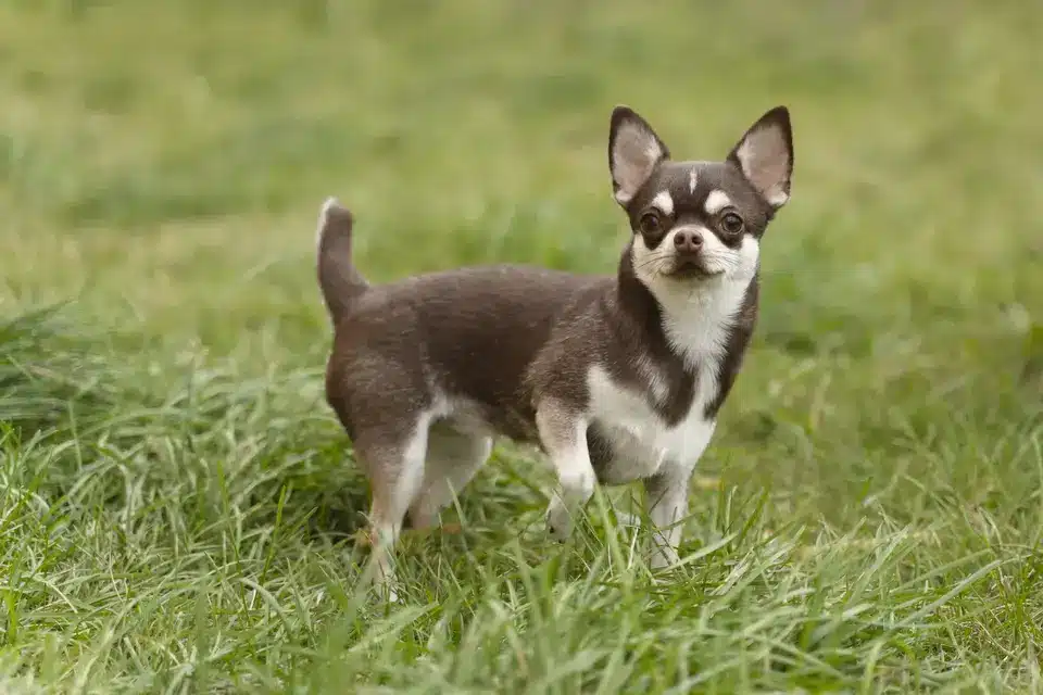 Chihuahua: Best Dog Breeds For Apartments