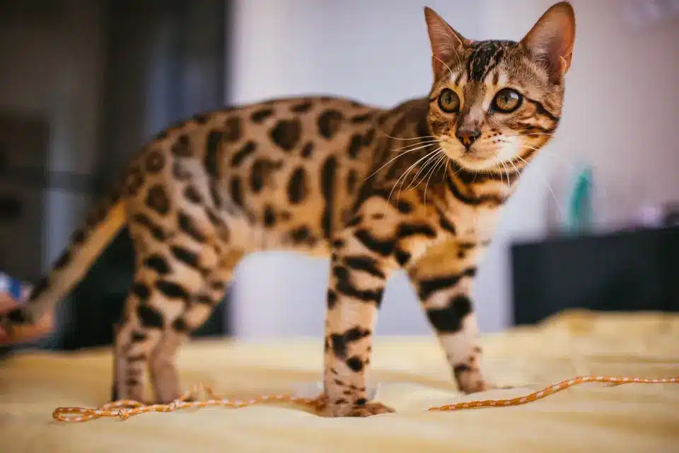 Bengal Cats