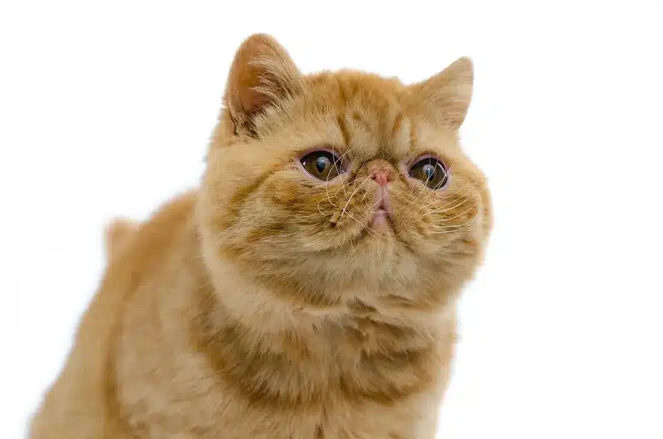 Exotic Shorthair Cats