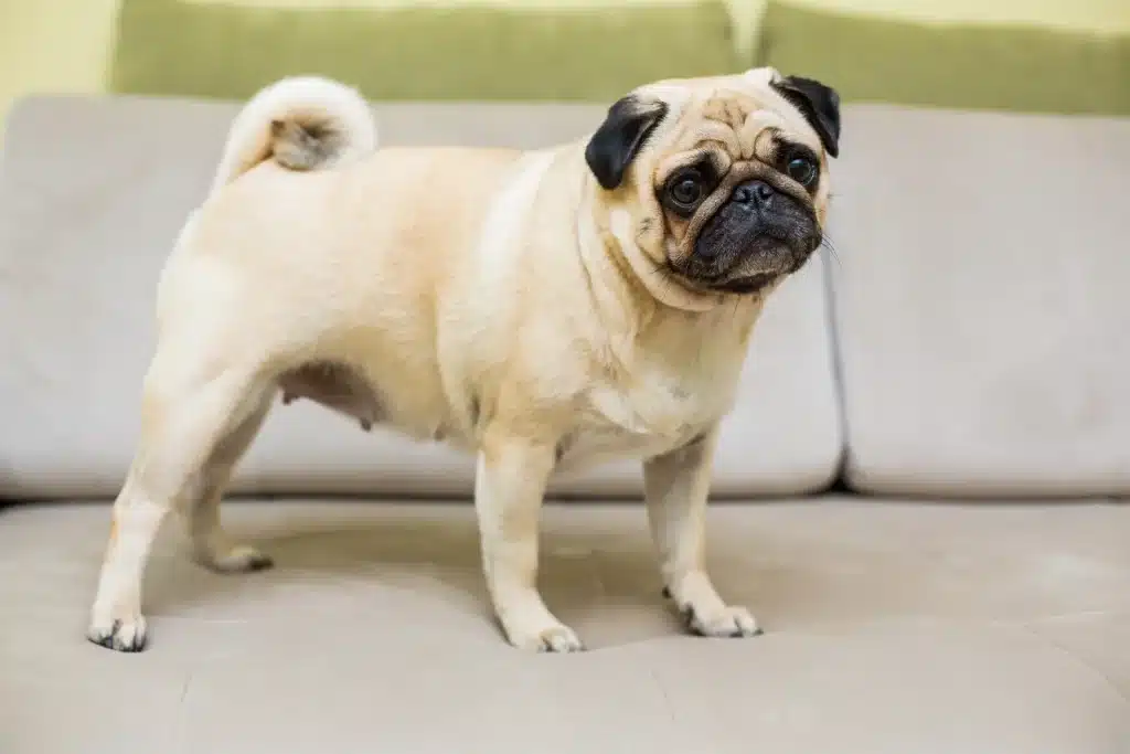 Pug: Best Dog Breeds For Apartments