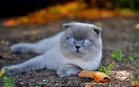 Scottish Fold Cats