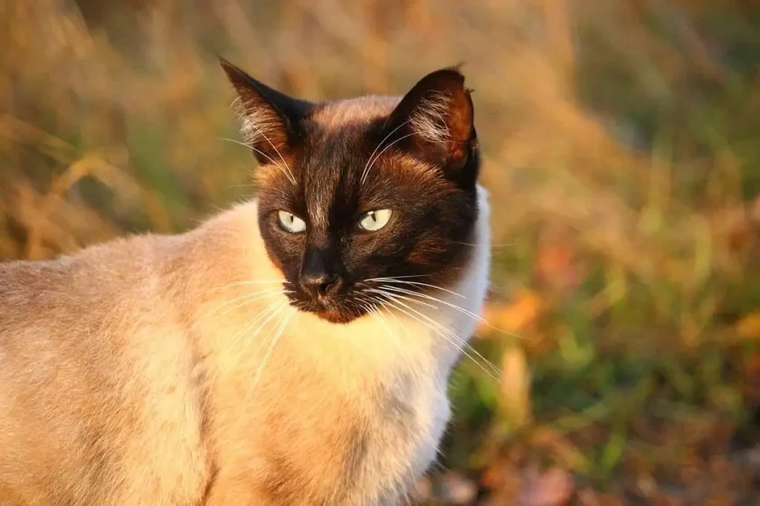 Siamese Cats