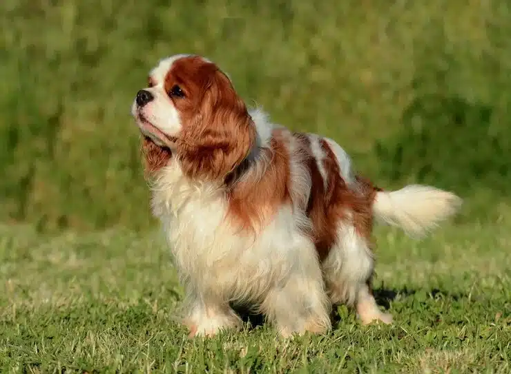 Cavalier King Charles Spaniel: Best Dog Breeds For Apartments