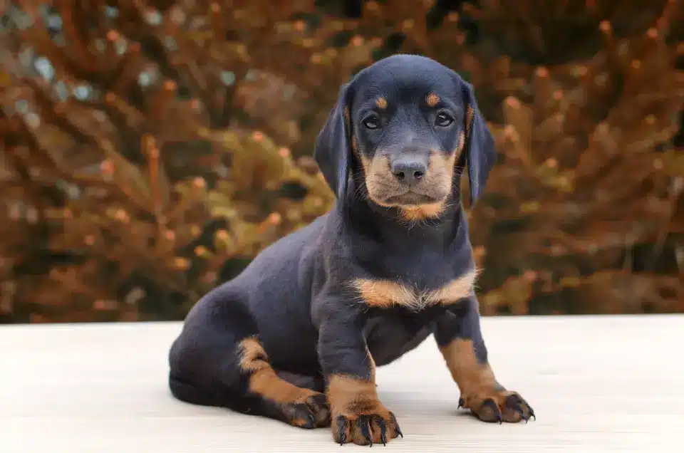 Dachshund: Best Dog Breeds For Apartments