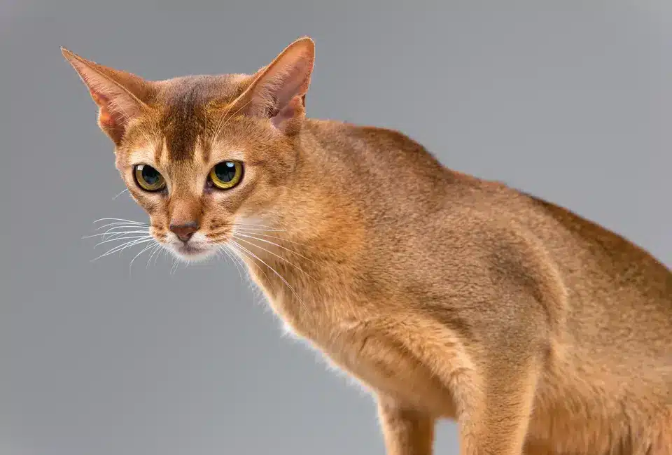 Abyssinian Cats