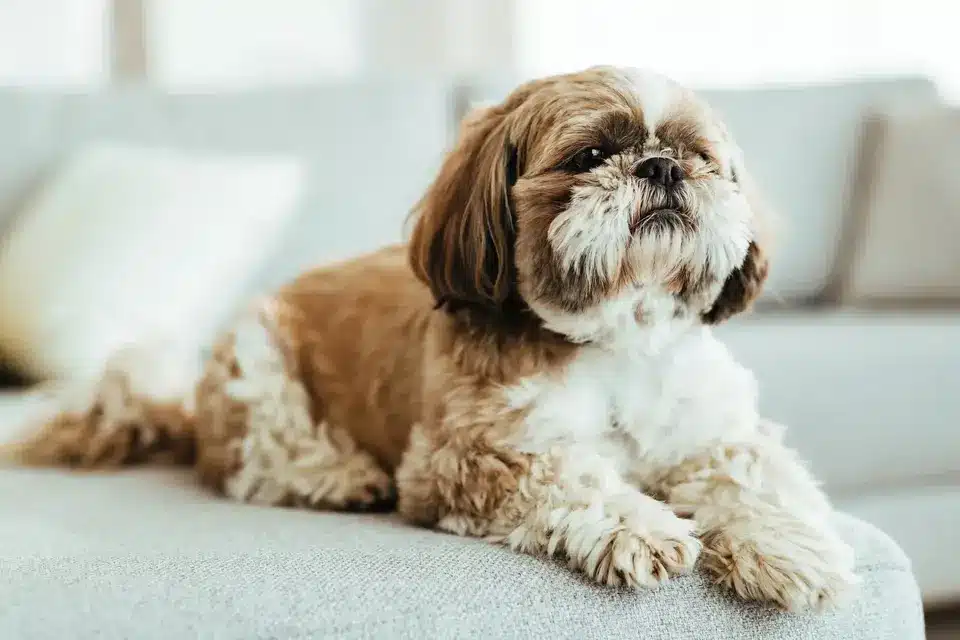 Shih Tzu: Best Dog Breeds For Apartments