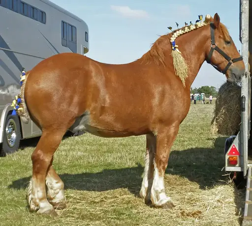 Suffolk Punch Horse - Big Horse Breeds