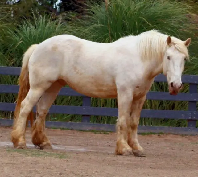 American Cream Draft Horse - Big Horse Breeds