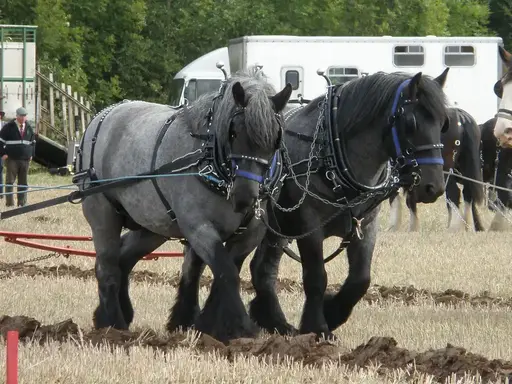 Dutch Draft Horse - Big Horse Breeds