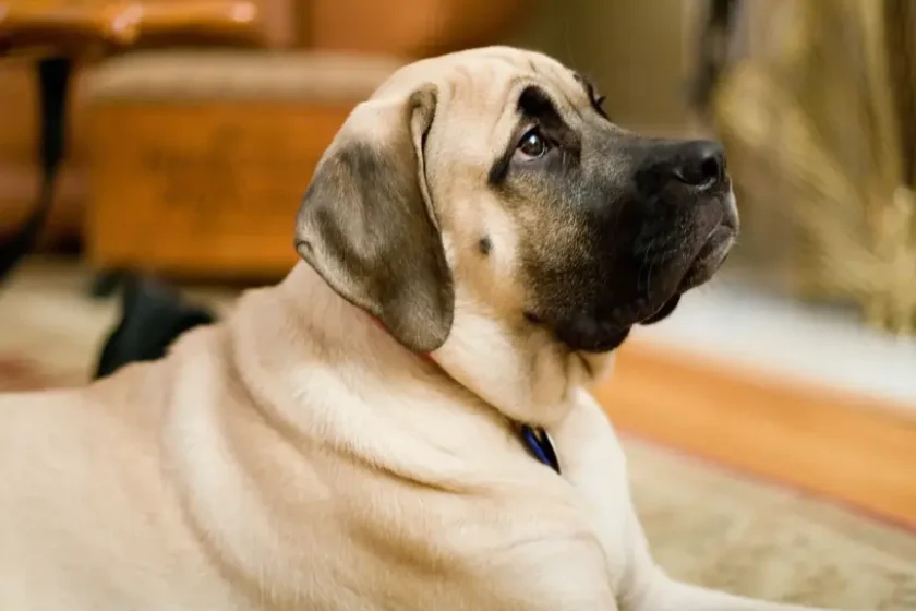 Mastiff - Wrinkly Dog Breeds 