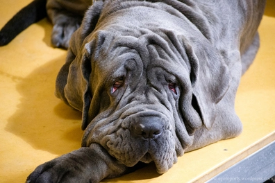 Neapolitan Mastiff - Wrinkly Dog Breeds 