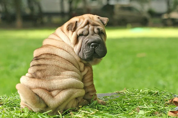 Shar Pei - Wrinkly Dog Breeds 