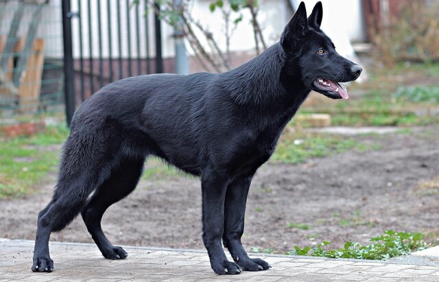 Amazing Black German Shepherd Breeds - Black Beauty