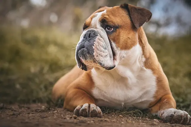 Bulldog - Wrinkly Dog Breeds 