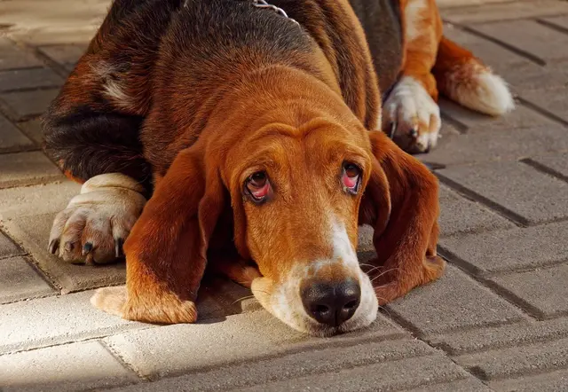 Bloodhound - Wrinkly Dog Breeds 