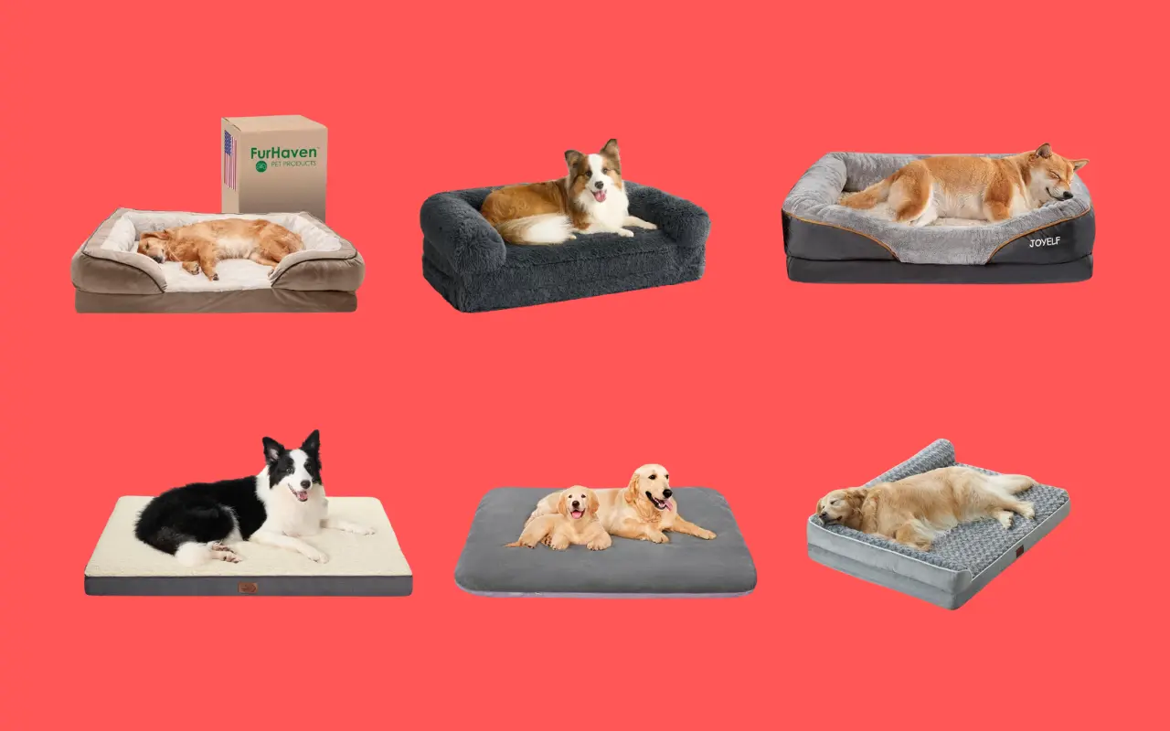 8 Best Dog Beds Which Every Pup Deserves!