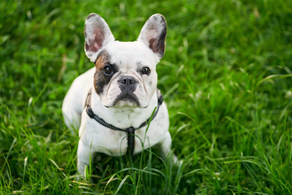 French Bulldog - Wrinkly Dog Breeds