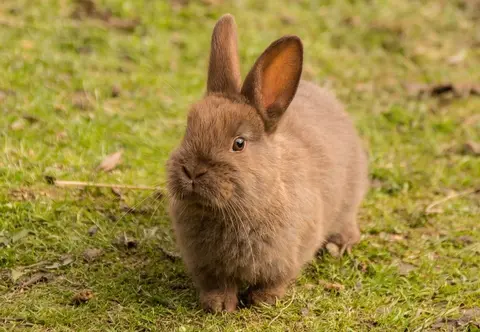 Belgian Hare Rabbit breeds