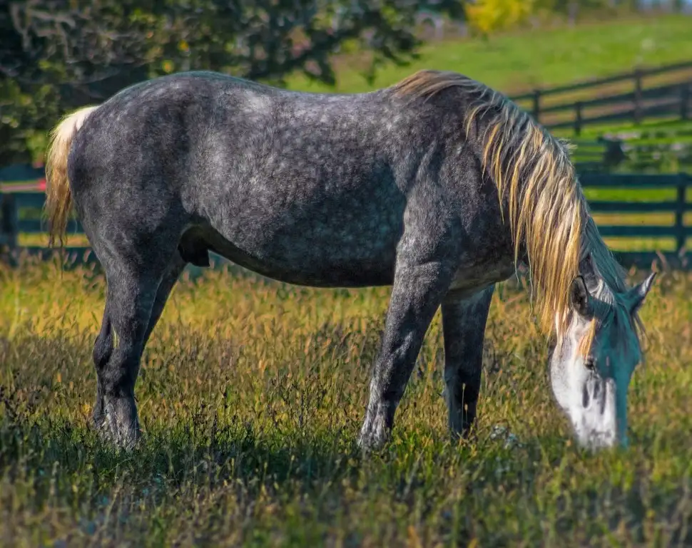 Percheron Horse - Big Horse Breeds