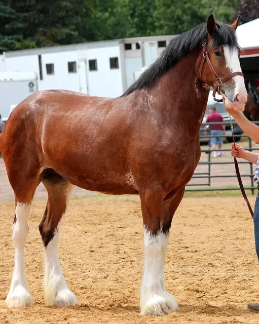 Clydesdale Horse - Big Horse Breeds