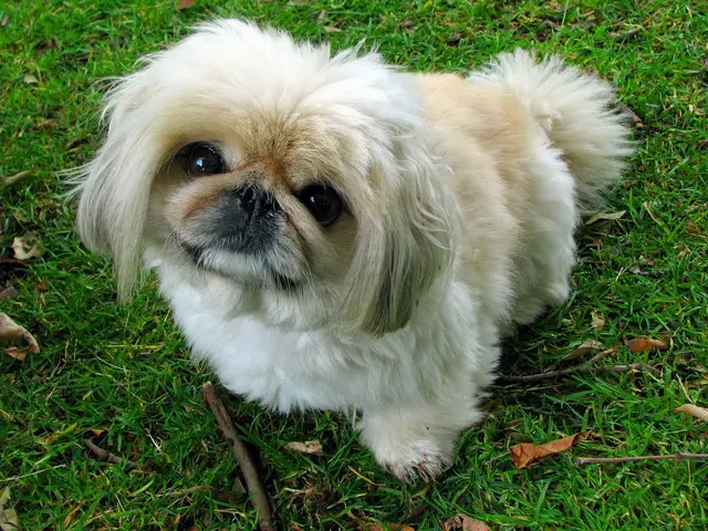 Pekingese - Wrinkly Dog Breeds 