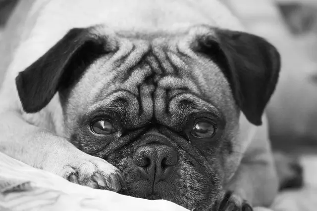 8 Best Wrinkly Dog Breeds Ultimate Canine Cuties!