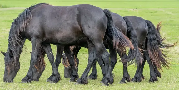 8 Big Horse Breeds That Will Blow Your Mind Away