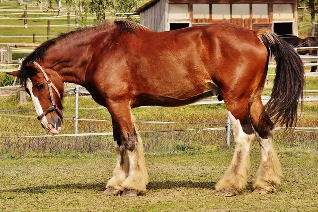 Shire Horse - Big Horse Breeds
