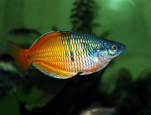 Boesemani Rainbowfish - Colorful Species of Rainbowfish