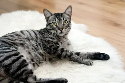 Egyptian Mau