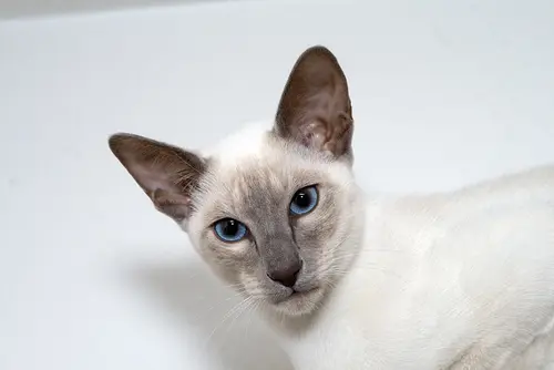 Balinese Cat - Cats With Big Ears