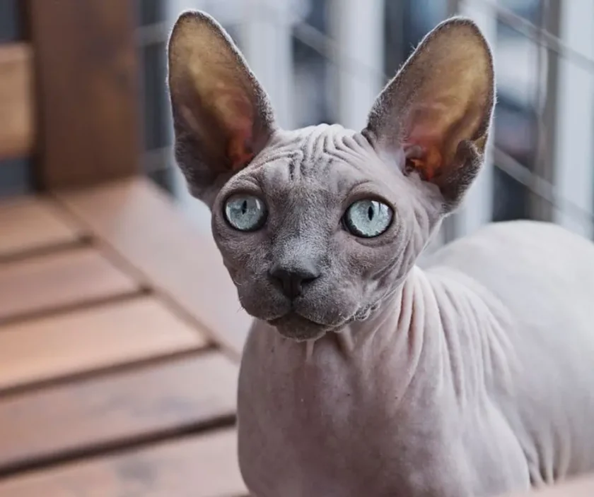 Sphynx Cat - Cats With Big Ears