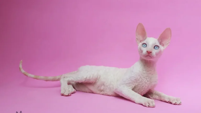 Cornish Rex Cat - Cats With Big Ears