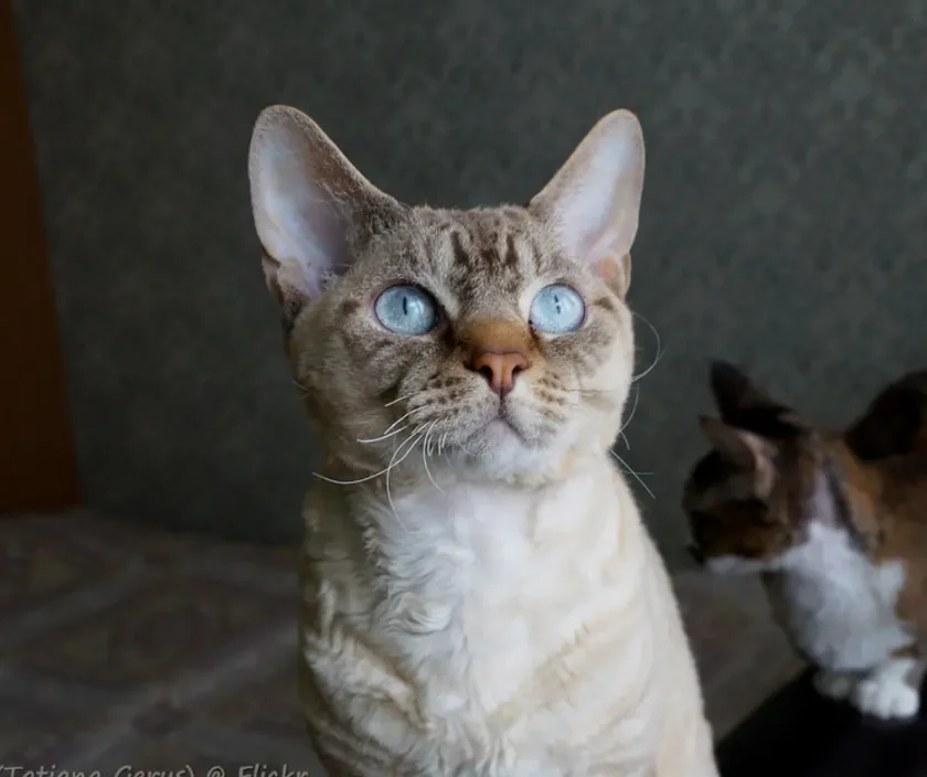 Devon Rex Cat - Cats With Big Ears