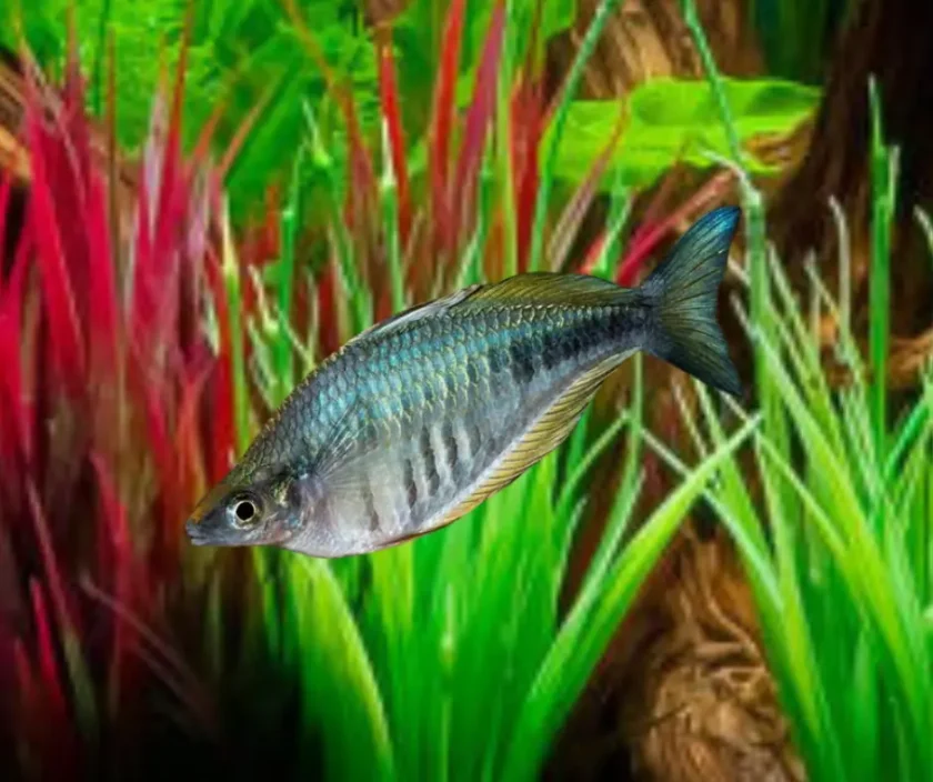 Axelrod’s Rainbowfish - Colorful Species of Rainbowfish