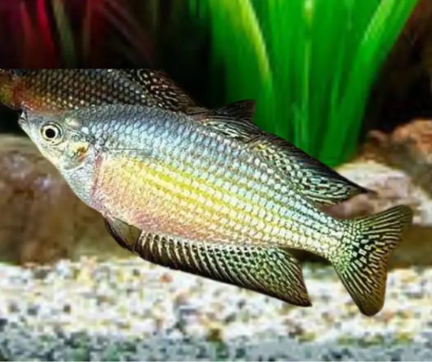 Desert Rainbowfish - Colorful Species of Rainbowfish