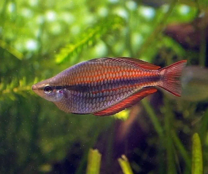 Banded Rainbowfish - Colorful Species of Rainbowfish