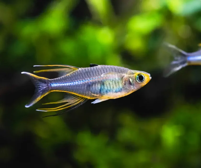 Celebes Rainbowfish - Colorful Species of Rainbowfish