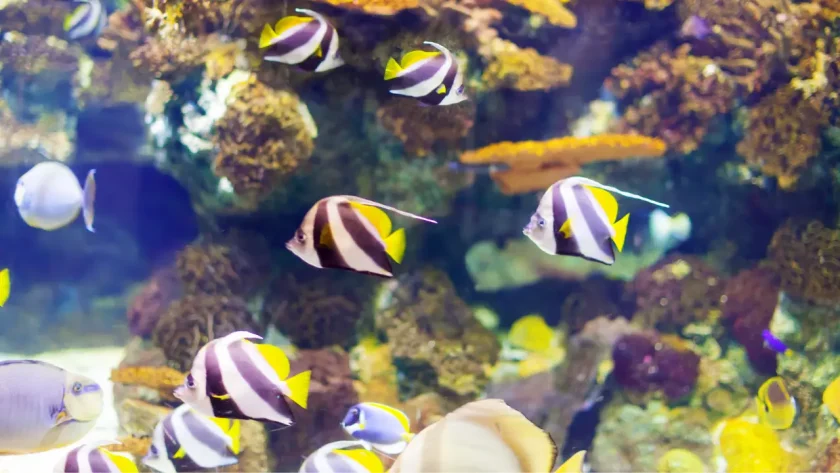 8 Best Colorful Species of Rainbowfish