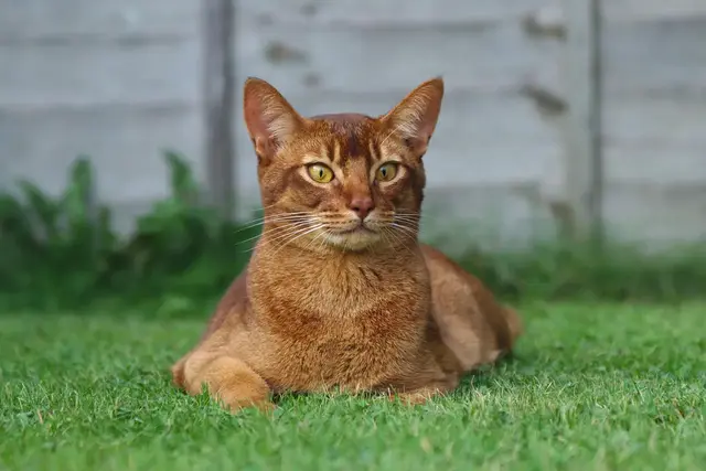 Abyssinian - Cats With Big Ears