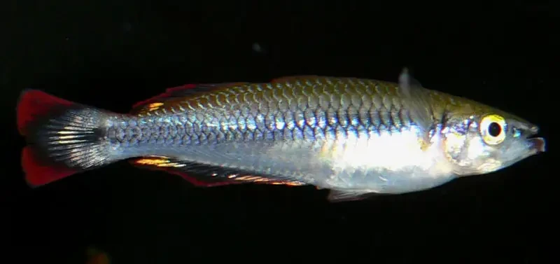 Madagascan Rainbowfish - Colorful Species of Rainbowfish