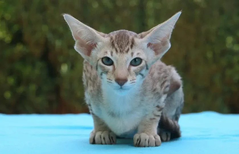 Oriental Shorthair - Cats With Big Ears