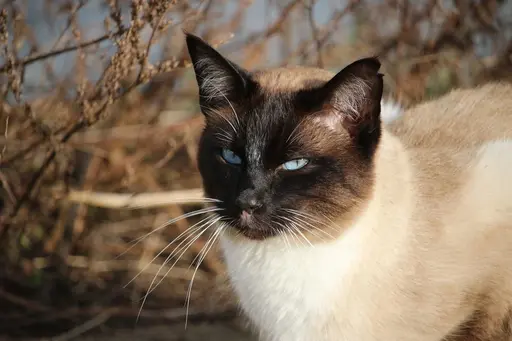 Siamese - Cats With Big Ears