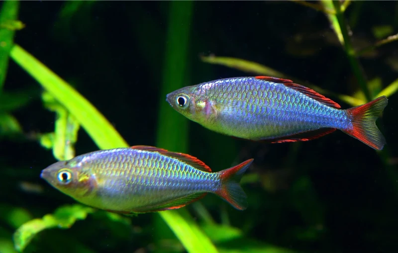 Neon Rainbowfish - Colorful Species of Rainbowfish