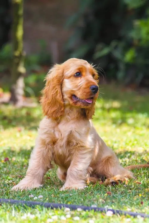 Cocker Spaniel