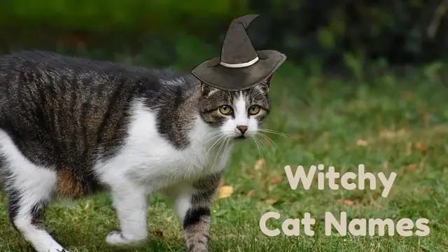 100+ Best Witchy Names for Your Cat