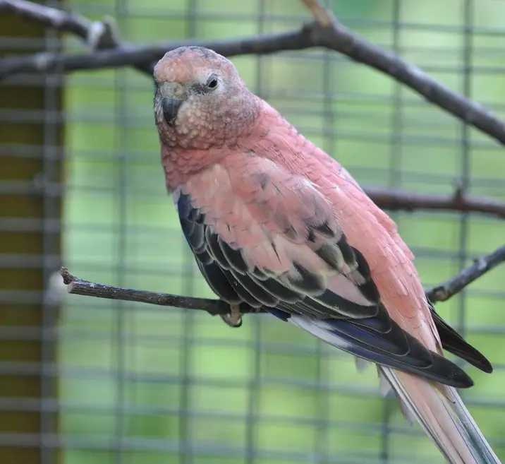 Bourke’s Parakeet - 8 Best Quiet Pet Bird Species