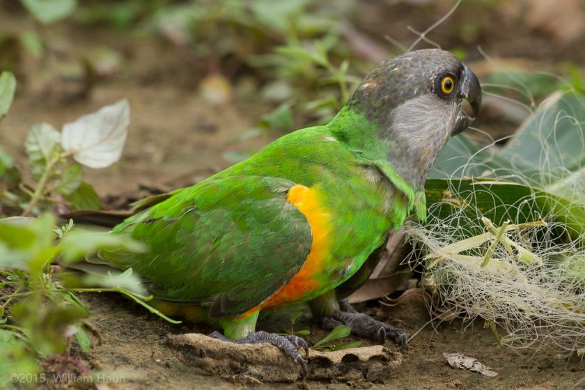 Senegal Parrot - 8 Best Quiet Pet Bird Species